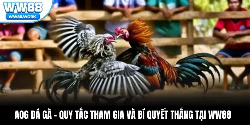 AOG Đá Gà – Quy Tắc Tham Gia Và Bí Quyết Thắng Tại WW88