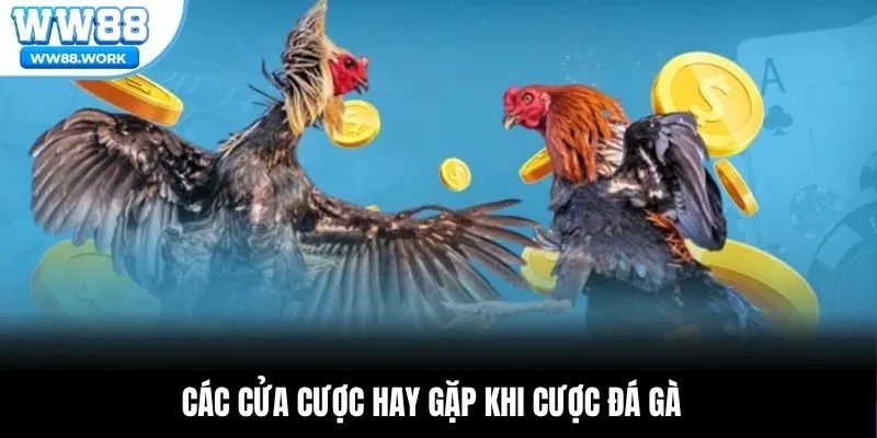 Các cửa cược hay gặp khi cược đá gà