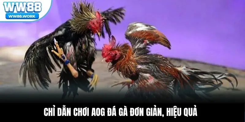 Chỉ dẫn chơi AOG Đá Gà đơn giản, hiệu quả