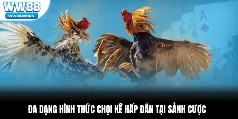 Đa dạng hình thức chọi kê hấp dẫn tại sảnh cược