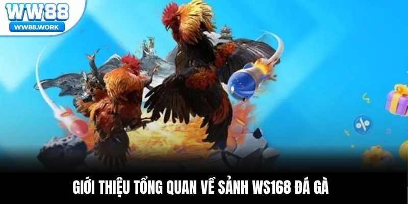 Giới thiệu tổng quan về sảnh Ws168 đá gà