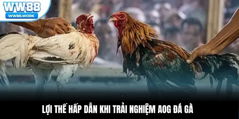 Lợi thế hấp dẫn khi trải nghiệm AOG Đá Gà