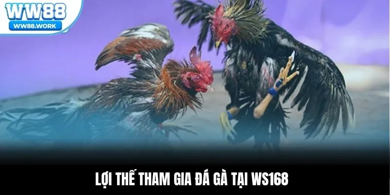 Lợi thế tham gia đá gà tại Ws168